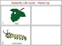 Butterfly Life Cycle Game