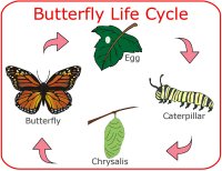 Butterfly Life Cycle Poster